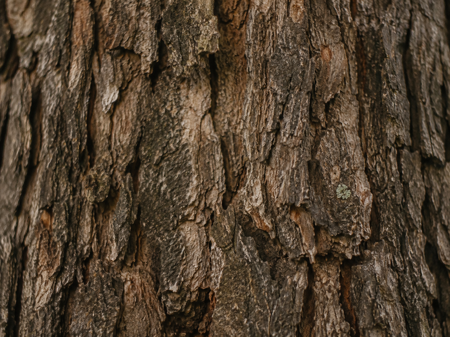 wildfitness-ethos-bark-v1 https://wildfitness.com/wp-content/uploads/2020/12/wildfitness-ethos-bark-v1.png