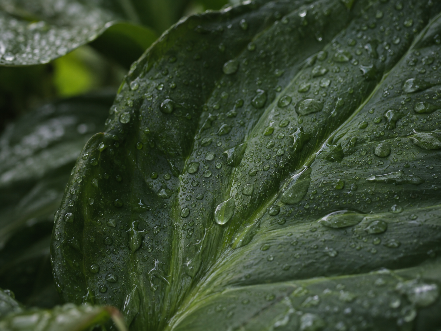 wildfitness-ethos-leaf-v1 https://wildfitness.com/wp-content/uploads/2020/12/wildfitness-ethos-leaf-v1.png